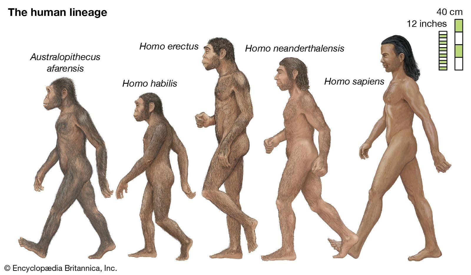 The Evolution of Connectivity: Understanding the Role of Smartphones in Daily Interactions